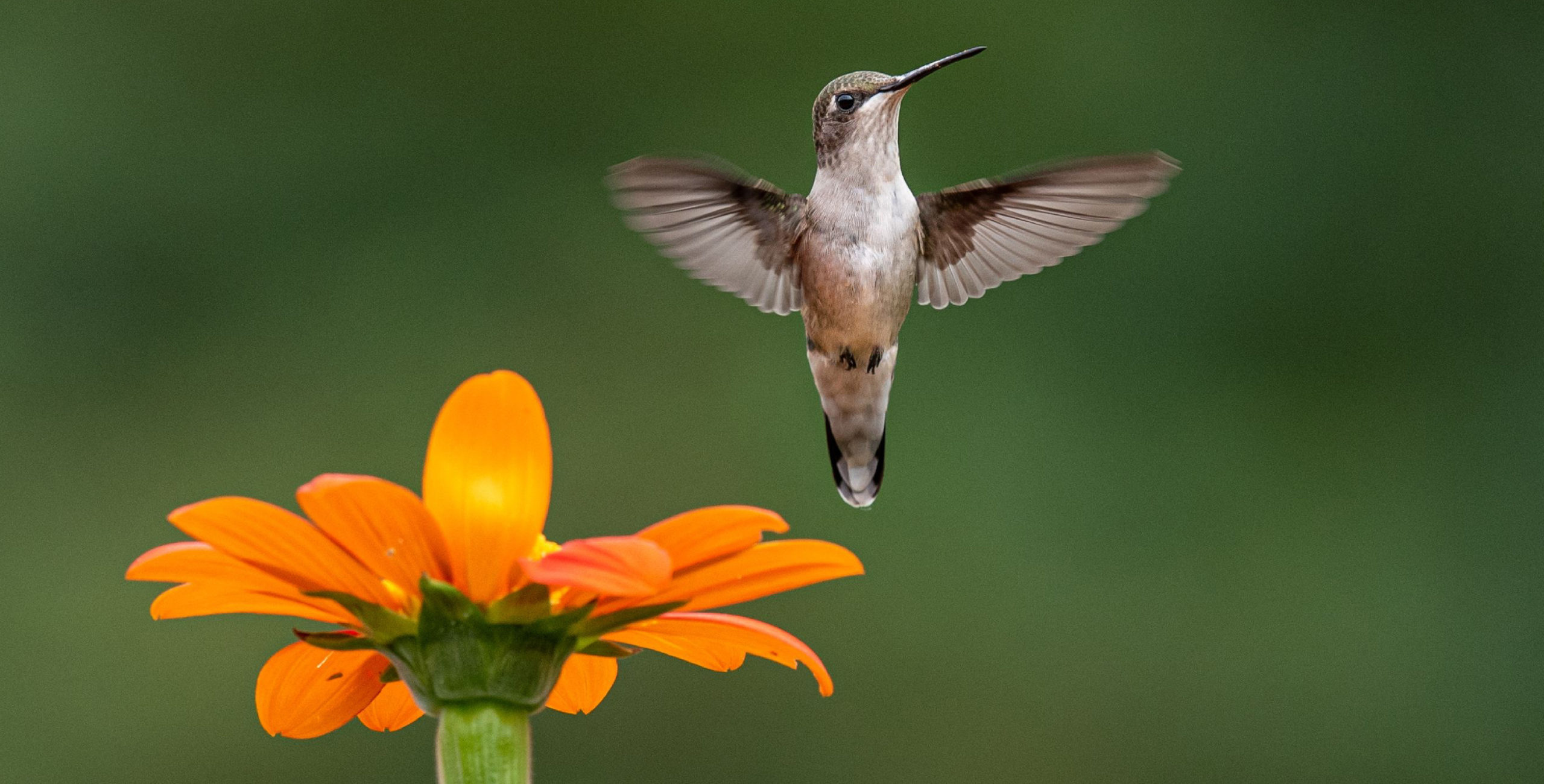 Birds and Flowers